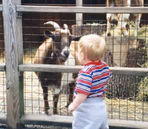 A Bronx Zoo Goat