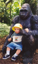 Alexander sits on the lap of a gorilla